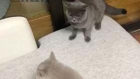 女猫在线观看,女猫在线直播，萌态百出引网友热议  第1张